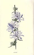 Illustration von F. Edward Hulme