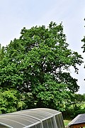 Stieleiche (Quercus robur)