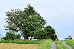 Hirschbirnbaum (Pyrus communis var.)
