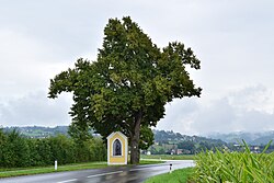 Linde bei der Herz Jesu Kapelle in Feldkirchen
