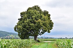 Linde in Feldkirchen