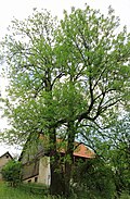 Esche (Fraxinus excelsior), Fellner-Esche