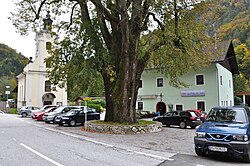 Winter-Linde in Waidisch