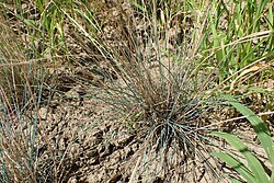 Festuca psammophila, nicht unbedingt die Unterart dominii