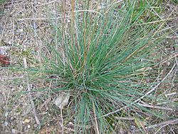 Festuca trichophylla