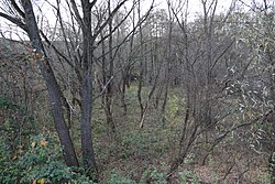 Feuchtbiotop an der Piesting