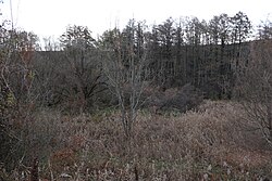 Feuchtbiotop an der Piesting