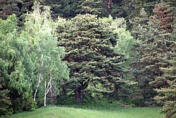 Föhre