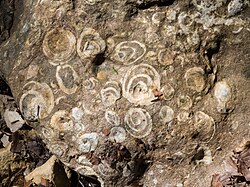 Fossilfundstätten „Atzlriff“