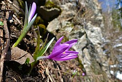 Standort der Frühlingslichtblume