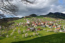 Kirschenblüte in der Gemeinde Fraxern