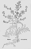 Leonhart Fuchs 1543