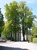 Kirchenlinden