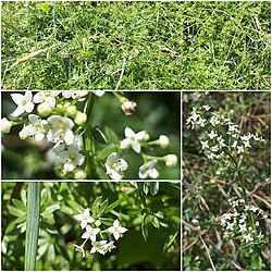 Galium parisiense