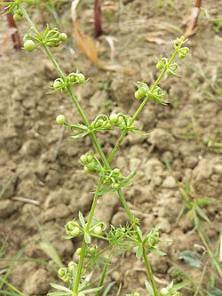 Galium tricornutum