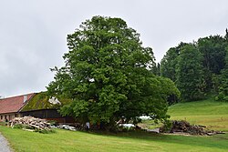 Haus-Linde in Garsten