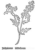 Gart der Gesundheit 1485