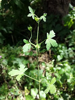 Geranium divaricatum