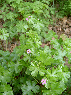 Geranium lucidum