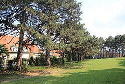 Schwarzkiefernwald