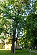 Mädchenhaarbaum (Ginkgo biloba)