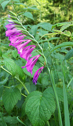 Gladiolus imbricatus