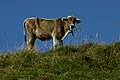 Braunvieh, Nutztier des Jahres 2025