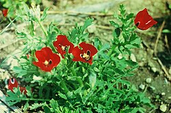 Glaucium corniculatum