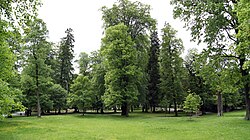 Bäume im Gemeindepark in Gnigl