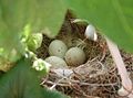 Grünfinkennest mit Eiern in einem Blumenkasten