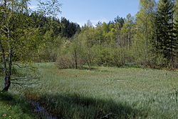 Grauerlen-Moorbirkenbruchwald am Westrand des Packer Stausees