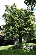 Sommerlinde (Tilia platyphyllos)