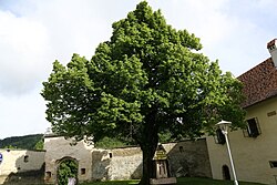 Sommerlinde (Tilia platyphyllos)
