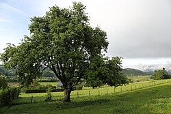 Mostbirnbaum (Pyrus sp.)