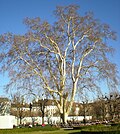 Winterliche Volksgartenplatane