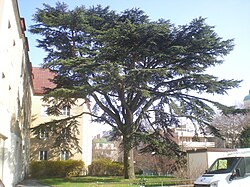 Libanonzeder (Cedrus libani)