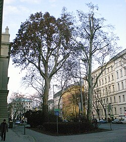 2 Morgenländische Platanen (Platanus orientalis)