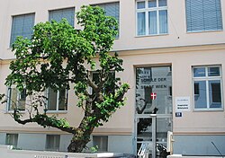 Schwarzer Maulbeerbaum (Morus nigra)