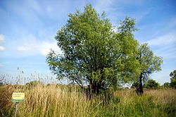 Schleinitzbachniederungen