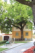 1 Winterlinde