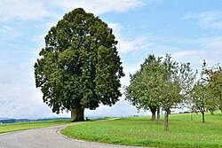 Linde beim Lindnerhof