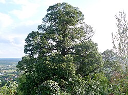 Edelkastanie (Castanea sativa)