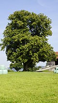 Haselmaier-Linde