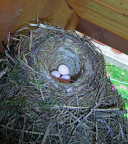 Nest und Gelege
