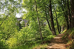 Allee aus Sommerlinden