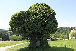 Bildstock mit Efeu (Hedera helix)