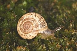 Gestreifte Heideschnecke