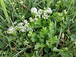 Apium repens