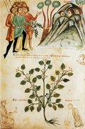Oben: Zauber gegen Wegelagerer. Unten: Pflanzenbild des Schwarzen Nachtschattens (Solanum nigrum). (fol.&nbsp;78&nbsp;v.)