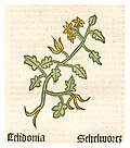 Herbarius Moguntinus 1484